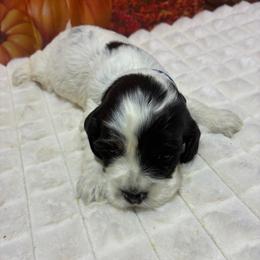 Specks - Black and white male Cockapoo puppy in Brookings, South Dakota from Hofer Pups