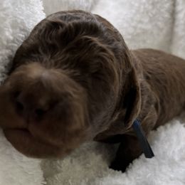 Double Doodle and Goldendoodle Puppies from Red White and Doodle