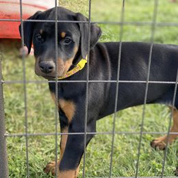 Doberman Pinscher Puppies from Jensen Dobermans