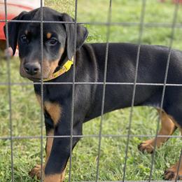 Doberman Pinscher Puppies from Jensen Dobermans
