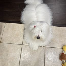 ShenShen - Coton de Tulear