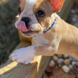 Boston Terriers and French Bulldogs from Peachy Keen Bostons and Frenchies