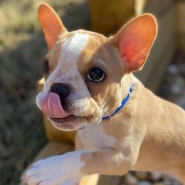 Boston Terriers and French Bulldogs from Peachy Keen Bostons and Frenchies