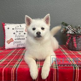 Agnes - Gray and white female Pomsky puppy in Littleton, Colorado from Pikes Peak Pomskies