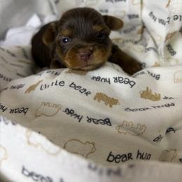 Buttercup - Chocolate, tan and white male Yorkshire Terrier puppy in Illinois from Pretty Little Yorkies
