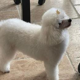 Poodles from Abbeyroad Poodles