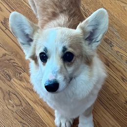 Flashy - Pembroke Welsh Corgi