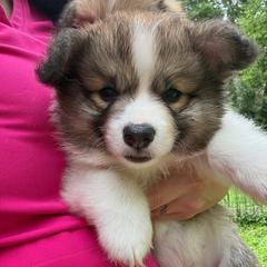 Boy 4 blue - Red male Pembroke Welsh Corgi puppy in Glenwood, Minnesota from Minnewaska Corgi Co