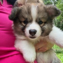 Boy 4 blue - Red male Pembroke Welsh Corgi puppy in Glenwood, Minnesota from Minnewaska Corgi Co