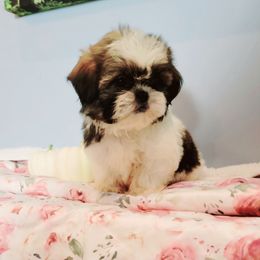 Ellie - Tricolor female Shih Tzu puppy in Cartersville, Georgia from 100 Acre Woods Shih Tzu Plantation