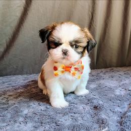 Twister - Tricolor male Shih Tzu puppy in Memphis, Tennessee from Thorntons Fur Crew