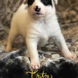 Australian Cattle Dog Puppies from Intermountain Australian Cattle Dogs