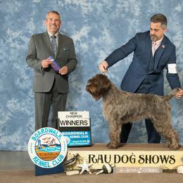 Rosie - Wirehaired Pointing Griffon