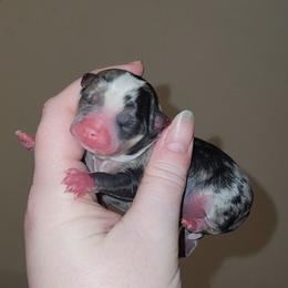 Flashy merle girl - Merle female Chihuahua puppy in Ashtabula, Ohio from Paw's & Awe's Chihuahuas