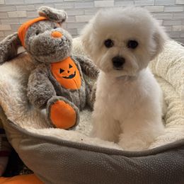 Girl 1 - White and buff female Bichon Frise puppy in Greensboro, North Carolina from Luna Llena Bichons