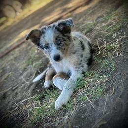 Australian Shepherd and Border Collie Puppies from Wild Rose Ranch
