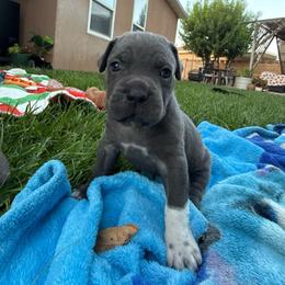 Boots - Gray female Cane Corso puppy in Utah from 3Lake Kennelz