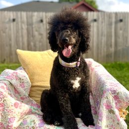 Bernedoodles, Bernese Mountain Dogs, and Cockapoos from Kallams Bernedoodles & Bernese Mountain Dogs