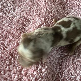 Emerald akc - Dapple female Dachshund puppy in Mayport, Pennsylvania from PA's Darling Doxies