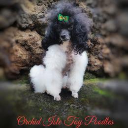 Jezebel - Poodle