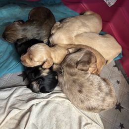 Dachshund Puppies from Sonia’s Creamsicle Dachshunds