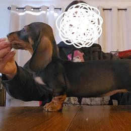 Magic - Wild boar female Dachshund puppy in La Pine, Oregon from RoseDox Dachshunds