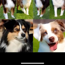 Miniature Australian Shepherd puppies from Raised Right Pups