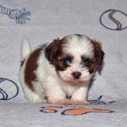Chocolate Chip - Black gold and white female Shih Tzu puppy in Stroud, Oklahoma from Laik’s Little Shihtz & Poms