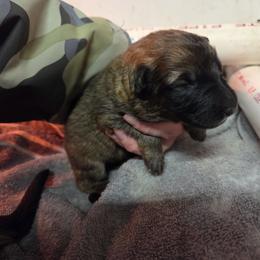 Lime Green Collar Girl - Sable female German Shepherd puppy in Dallas, Pennsylvania from Mountainside German Shepherds