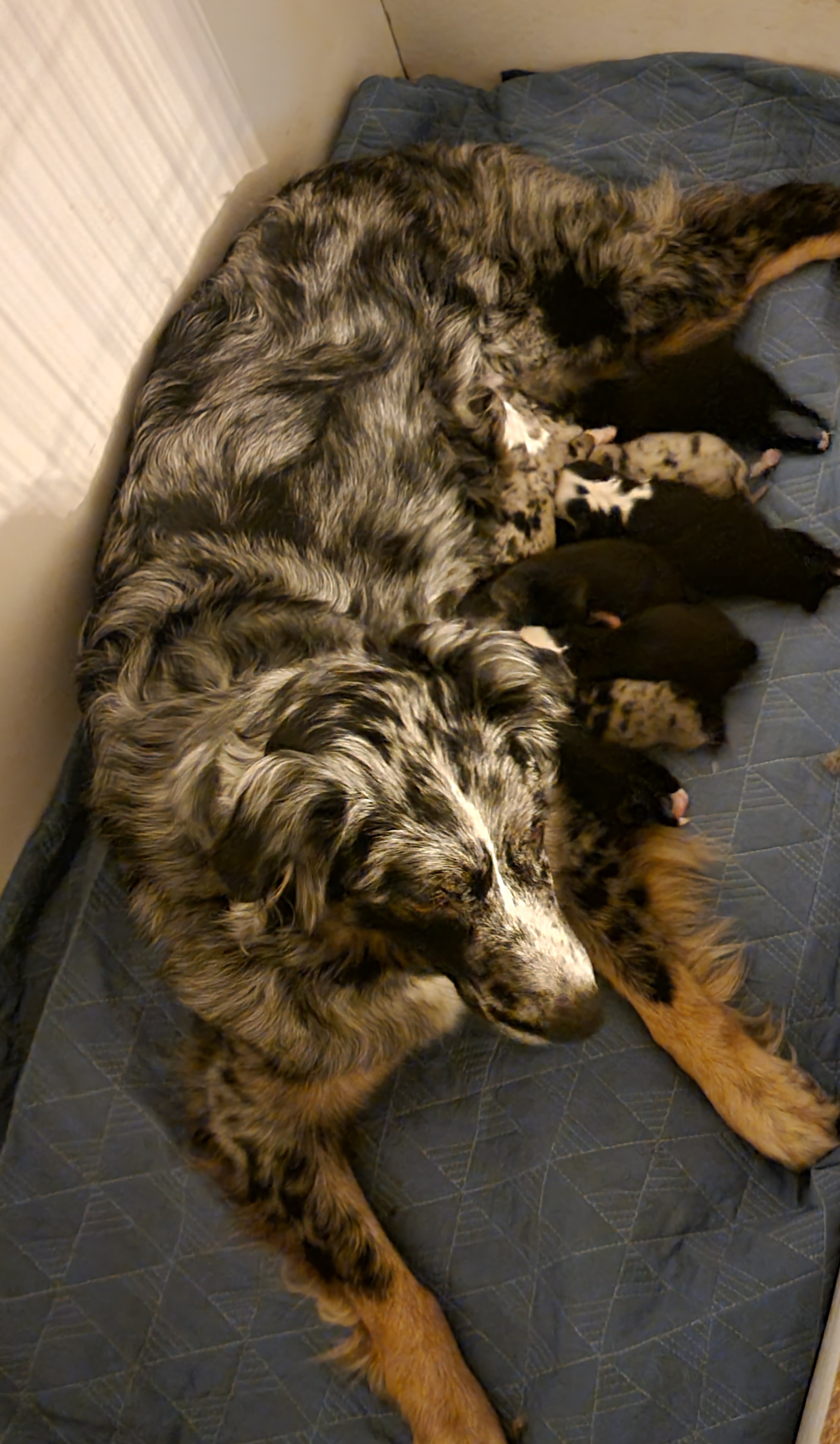 Australian Shepherd puppies from ShorDu