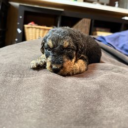 Orange - Black and tan male Airedale Terrier puppy in Hackettstown, New Jersey from Allie’s Airedales