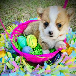 Artemis - Red and white female American Corgi puppy in Cocoa, Florida from Cascadian Space Coast Corgis LLC