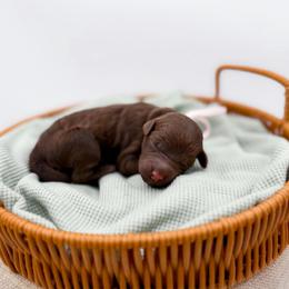 Sierra - Chocolate female Goldendoodle puppy in North Carolina from Tuxedo Mountain Doodles
