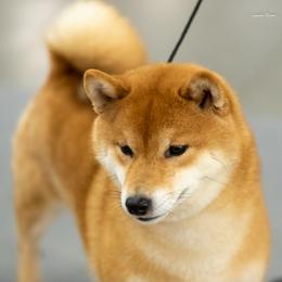 Flare - Shiba Inu