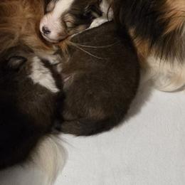 Boy 1 - Sable and white male Shetland Sheepdog puppy in Greenfield, Ohio from Kayla's Shelties