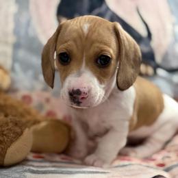 Tish - Piebald female Dachshund puppy in Superior, Montana from Never Land Dachshunds of Montana