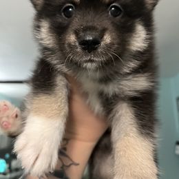 Pomsky Puppies from A1 Pomskies