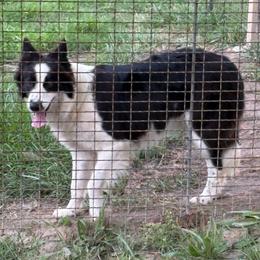 June - Border Collie