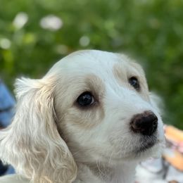 Dachshund Puppies from Ultimate_Doxies