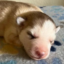 Girl (Purple Collar) - Sable and white female Siberian Husky puppy in College Station, Texas from Texas Siberian Husky Kennels (TSHK)