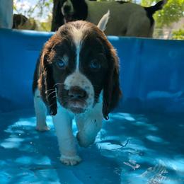 Yellowstone - Liver and white male English Springer Spaniel puppy in Palisade, Colorado from Bigfoot's Kennel