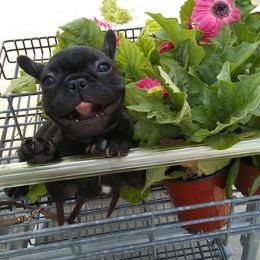 French Bulldogs from Nina Lunsford's French Bulldogs