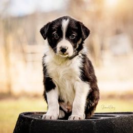 Border Collies from Gold Creek Ranch Border Collies