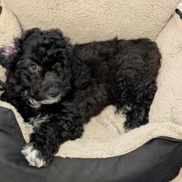 Ash - Black and white male Saint Berdoodle puppy in Garland, Texas from Brewer's Doodles and French Bulldogs