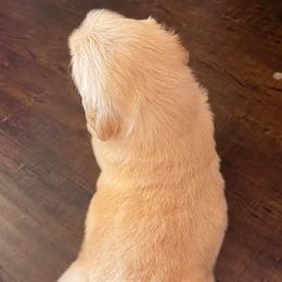 Golden Retriever Puppies from Ray of Sunshine Retrievers