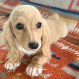 Lola Girl READY NOW - Cream female Dachshund puppy in Okeechobee, Florida from HotShot Kennels