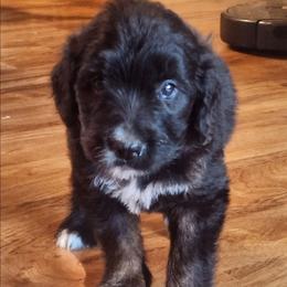 Lime green collar - Brown and white female Saint Berdoodle puppy in Saint Joseph, Missouri from Home Raised St. Berdoodles