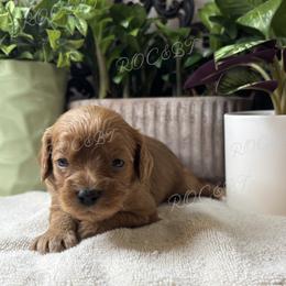 Audrey - Red female Cavapoo puppy in Oklahoma from Rocky Oak Cavaliers & Biewer Terriers LLC