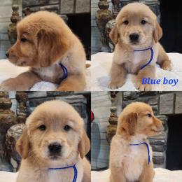 Blue boy - Golden male Golden Retriever puppy in Howell, Michigan from Robbin's Treasures