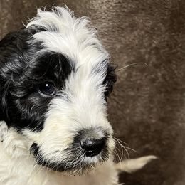 Green Collar - Goldendoodle puppy in Justin, Texas from Roch Dog Ranch